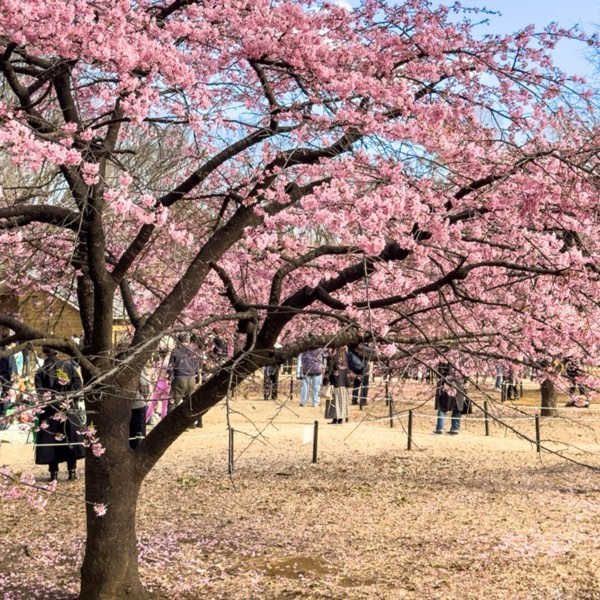 【一日東京】#1 代代木公園看河津櫻