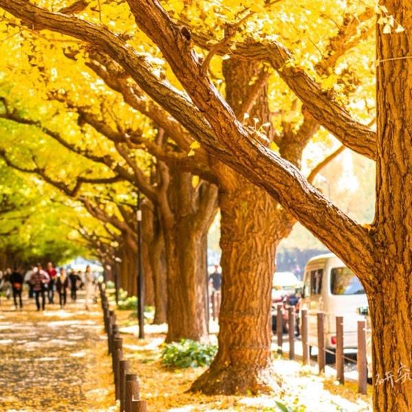 日本四季行:7-12月煙火大會、紅葉、點燈、雪景,一次看盡日本美景!